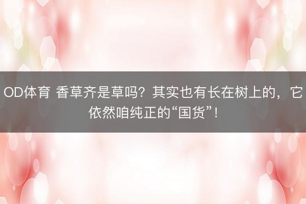 OD体育 香草齐是草吗？其实也有长在树上的，它依然咱纯正的“国货”！